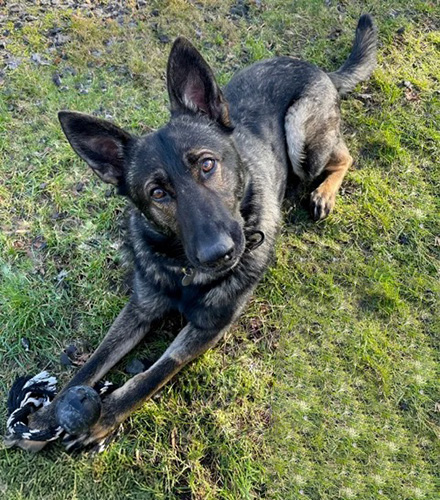 German Shepherd